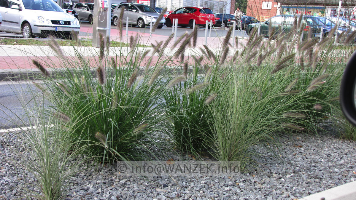 Pennisetum alopecuroides Hameln 02.JPG